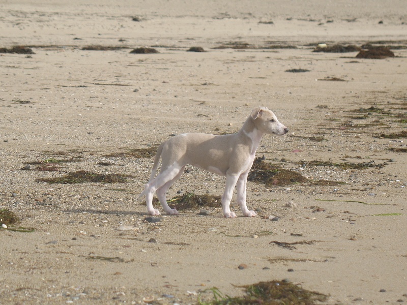 Hera Senequet's Sand