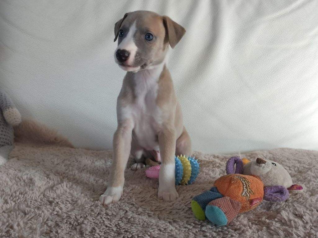 Senequet's Sand - Chiots disponibles - Whippet