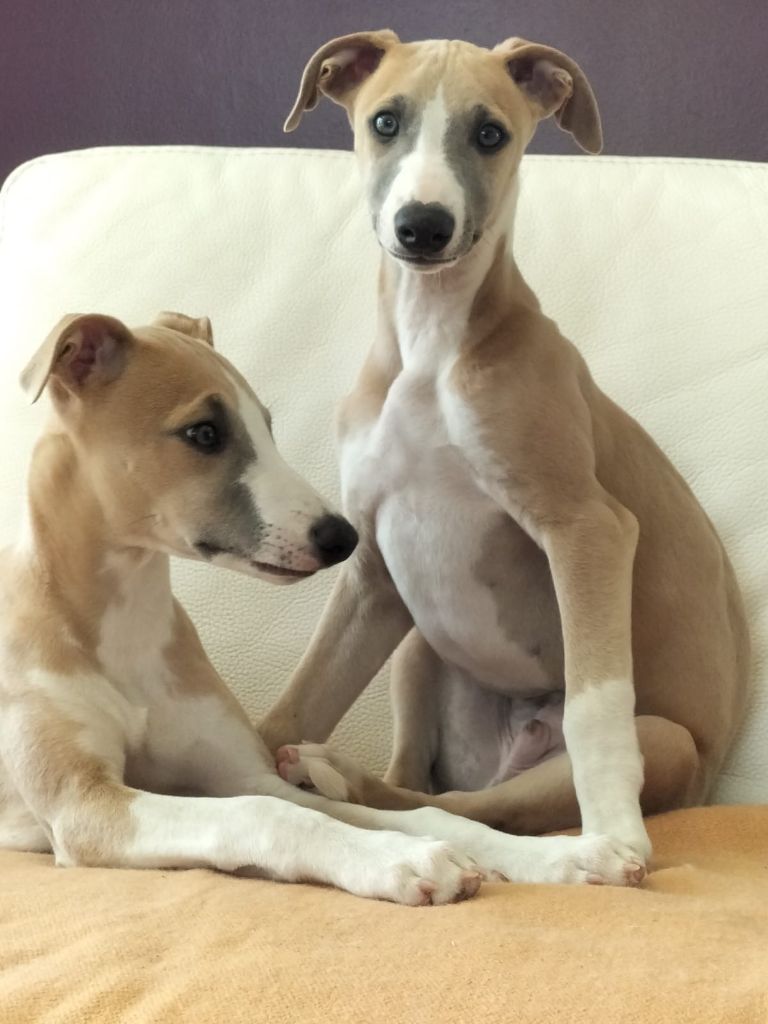 Senequet's Sand - Chiots disponibles - Whippet